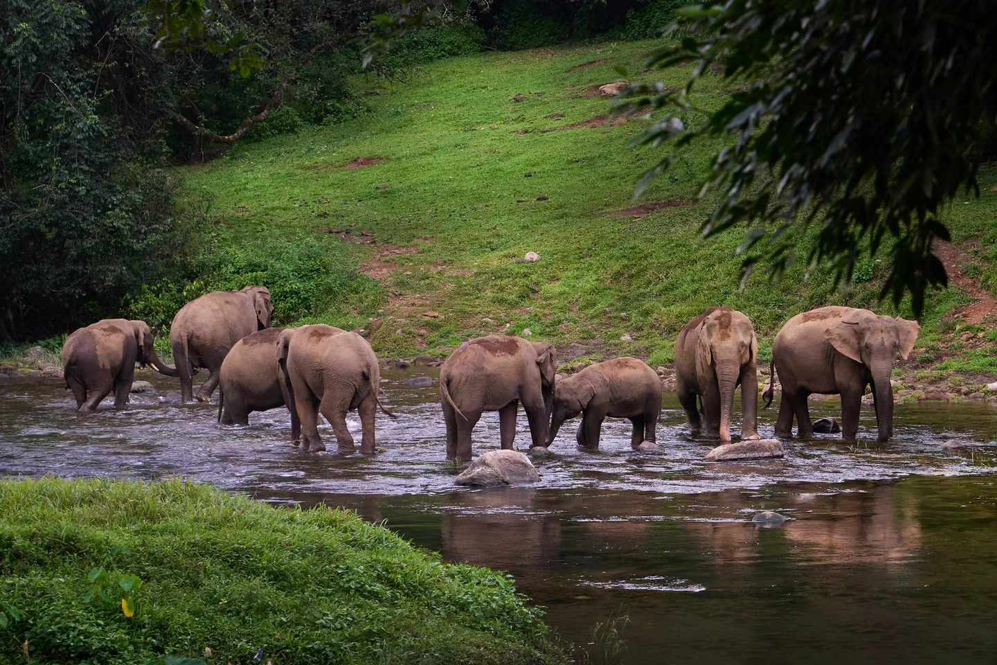 Experience the Magic of Anakulam Elephants
